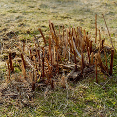 Withered trimmed plants