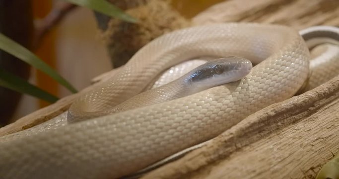 White albino cave rat snake coiled up