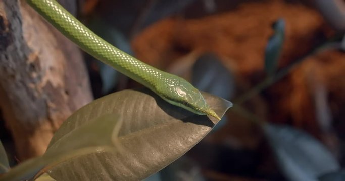 Green rhino rat snake with horned nose on a leaf moving slowly