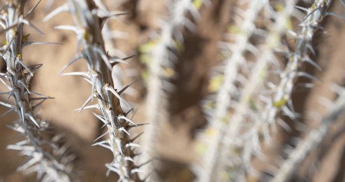 Spiky desert plant branch with sharp thorns