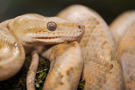 Annulated Tree Boa (Corallus annulatus)