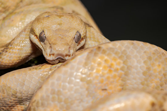 Annulated Tree Boa (Corallus annulatus)