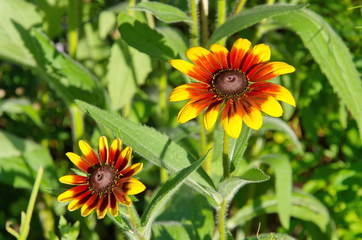 Rudbeckia flowers bloom in the summer garden