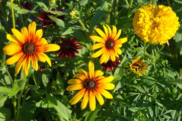 Blooming Rudbeckia on the flower bed in the summer garden