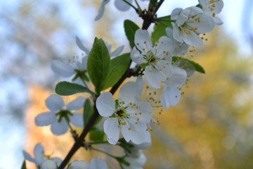 blossoming apple tree in spring