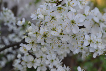 white flowers of a tree in spring
