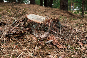 Old stump in the forest. The concept of cutting down trees, the disease of trees, the lungs of the planet.