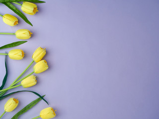 Yellow tulips on the purple background.