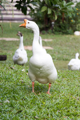 Naklejka na ściany i meble White goose walk on green grass background