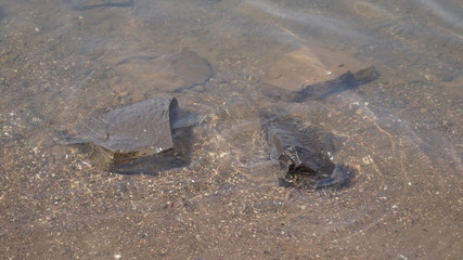 Rocks in water