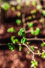 Hazelnut tree in the spring beginning