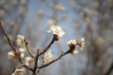 매화 꽃 개화사진