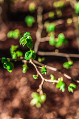 Hazelnut tree in the spring beginning