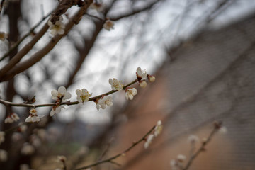 매화 꽃