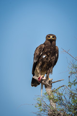 Greater spotted eagle or spotted eagle or Clanga clanga portrait sitting on perch at talchappar blackbuck sanctuary, India