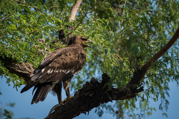 Greater spotted eagle or spotted eagle or Clanga clanga portrait sitting on perch at talchappar blackbuck sanctuary, India