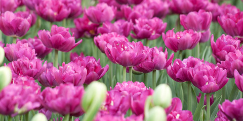 Obraz premium bright open lilac pink tulips blooming in the spring garden