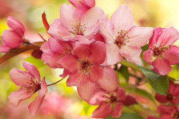 bright tender pink sakura flowers