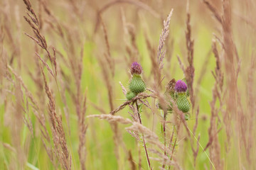 grass with panicles and beautiful thistle in summer meadow