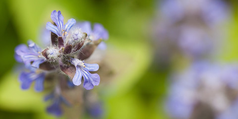 small tender blue forest flower