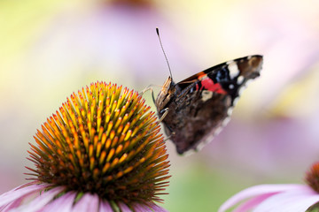 beautiful butterfly collects nectar on a flower