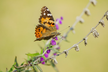 Painted lady eating in the purple Salvia leucantha