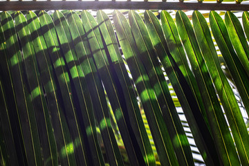 Palm branch with green leaves 