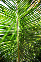 Obraz na płótnie Canvas Close up palm branch