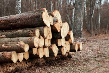 Logging, a lot of logs lying on the ground in the forest. Cutting down trees, forest destruction. The concept of industrial destruction of trees, causing harm to the environment.