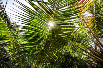 Fototapeta na wymiar Close up palm branch