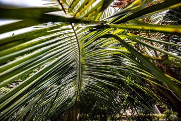Close up palm branch