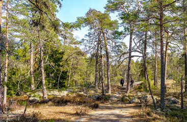 A walk a beautiful spring day in Tyresta National Park