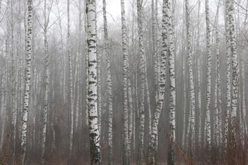 Fototapeta na wymiar Birch trees with black and white birch bark as natural birch background with birch texture