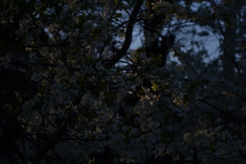 blooming trees in the evening