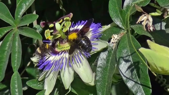 Butinage d'une fleur de Passiflore 02