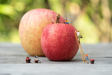 Miniature people, farmer climbing on the ladder for collecting red apples from big apple.