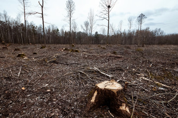 Cutting down trees, forest destruction. Glade stumps in the forest. The concept of industrial destruction of trees, causing harm to the environment.