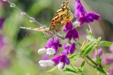 Painted lady eating in the purple Salvia leucantha