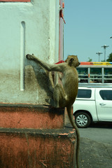 Affentempel und Affen in Lopburi, Thailand