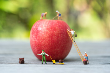 Miniature people, farmer climbing on the ladder for collecting red apples from big apple.