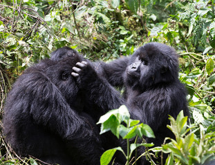 Mountain gorillas (Gorilla beringei beringei) in the nature habitat. Very rare and endangered animal close up. African wildlife. Mountain gorillas. Gorilla  © Grantat