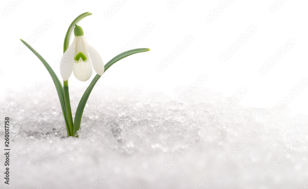 Wall mural Snowdrop and Snow.