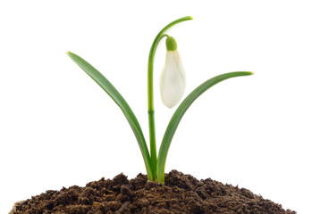 Snowdrop (Galanthus nivalis) on white background