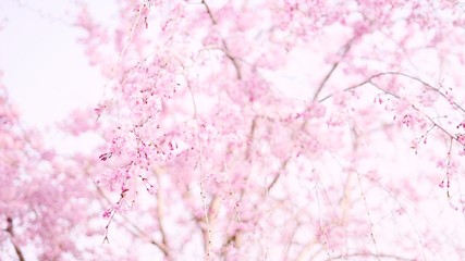 ピンクの枝垂れ桜