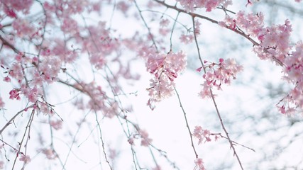 枝垂れ桜
