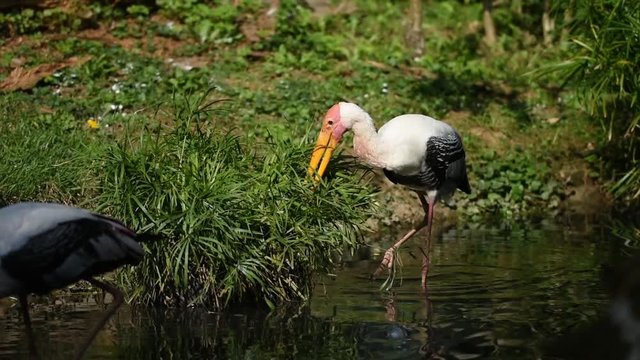 The stork bird (latin name mycteria leucocephala) is standing in the river. Big stork bird with yellow beak and white feathers living in Asia.