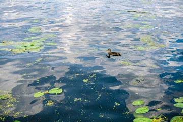 Beautiful natural background of the pond with lily pads