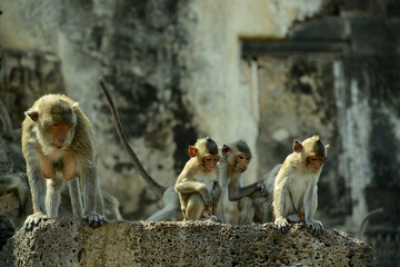 Affentempel und Affen in Lopburi, Thailand