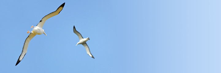 Couple of albatrosses in the sky, New Zealand, blue panoramic background