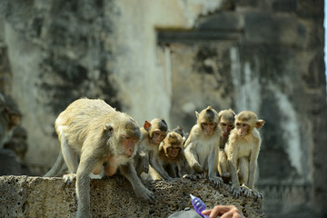 Affentempel und Affen in Lopburi, Thailand